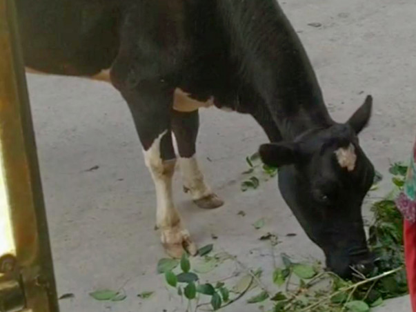 Hungry Poor Cow Needs Your Help in Her Bad Time