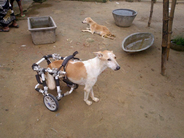 Help Paralyzed Dogs Walk Again