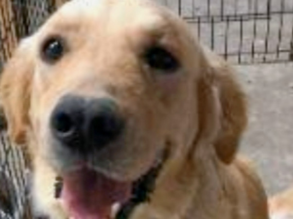 i love dogs i love you dog