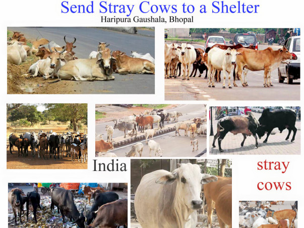 Help us give stray cows a safe shelter