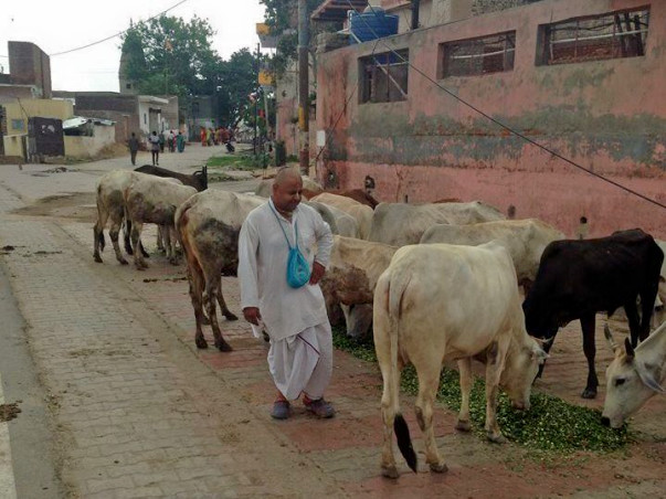 The Suffering Street Cows need, Food, Medical help, Shelter etc.....