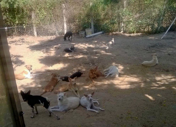 Help Me Build A Room to House Stray Dogs