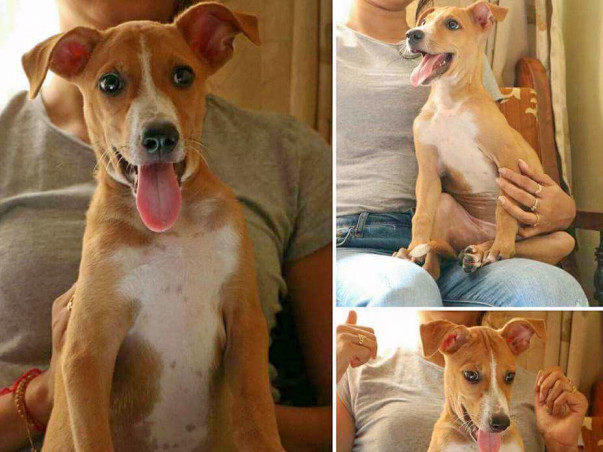 Help Chanda To Get To His Forever Home.