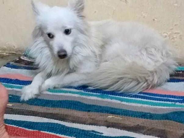 Help Romi Get His Forever Home