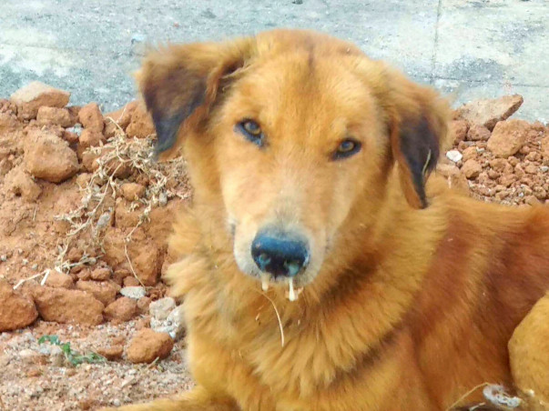 Save Dogs from Canine Distemper