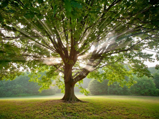 Fundraising to make a green mapping and planting trees