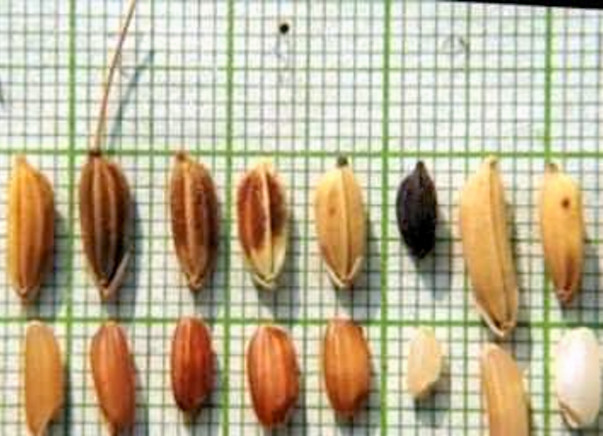 Save traditional rice
