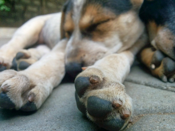 Help These Dogs Live A Better Life