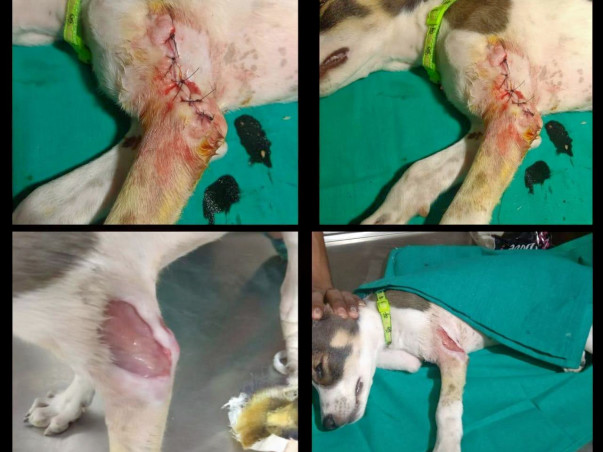 Help Ayushi to care of 50+ street Dogs for food and medical expenses.