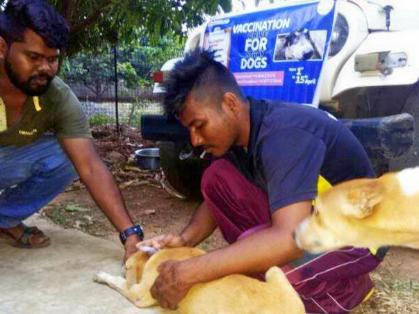 Vaccination Campaign for Dogs