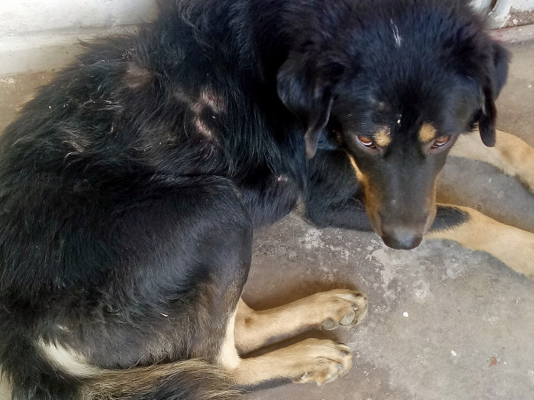 Helping injured and sick street animals