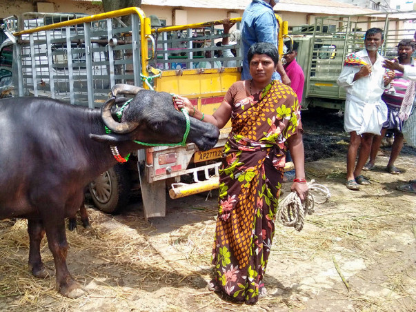 Help A poor working Women Dairy Farmer to buy more Cattles