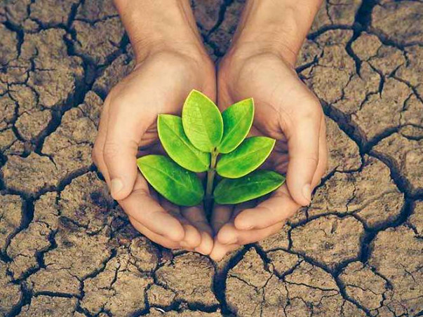 Support us to buy & plant more trees Because It will help us in future