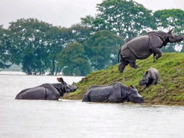 Assam under water