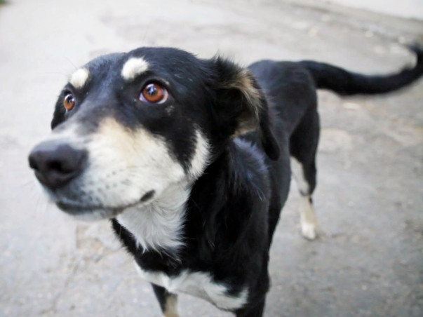 Save Dogs from Dying in Accidents! Help for Reflective Collar Drive!