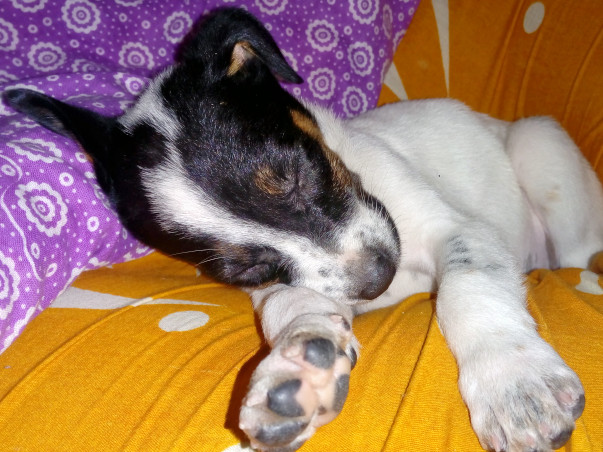 Save the Strays