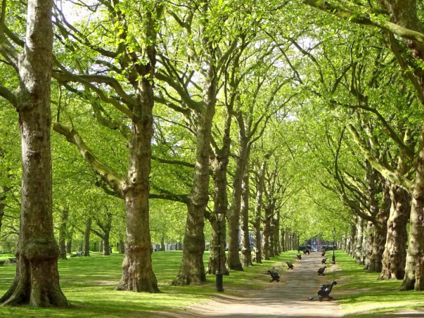Lets Us Keep Our City Green