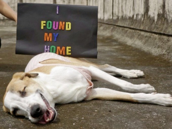 Help Bonnie reach her forever home in the US!