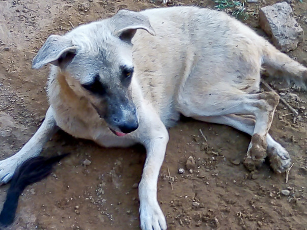 Help Foster Dogs