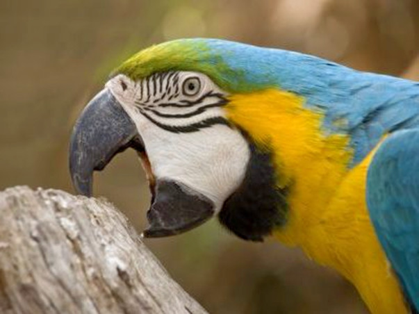 Help Us Save Parrots