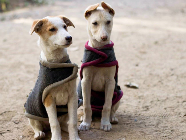 Help send Cara and Mellow safely to Chicago!