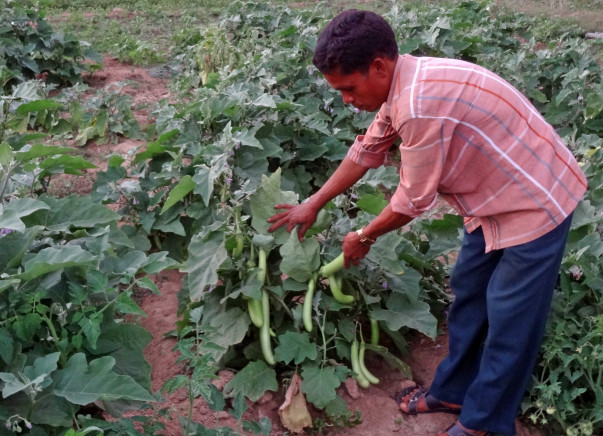 I am fundraising to help Rami Setty, a tribal organic farmer in his effort to end malnutrition in Bhadrachalam tribal area