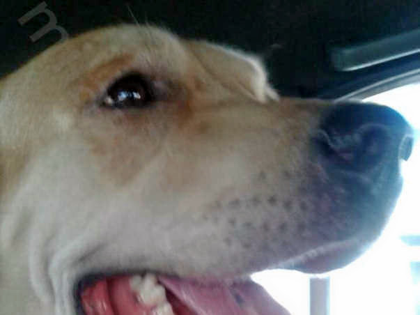 Funds for setting up shelter for treatment of street dogs