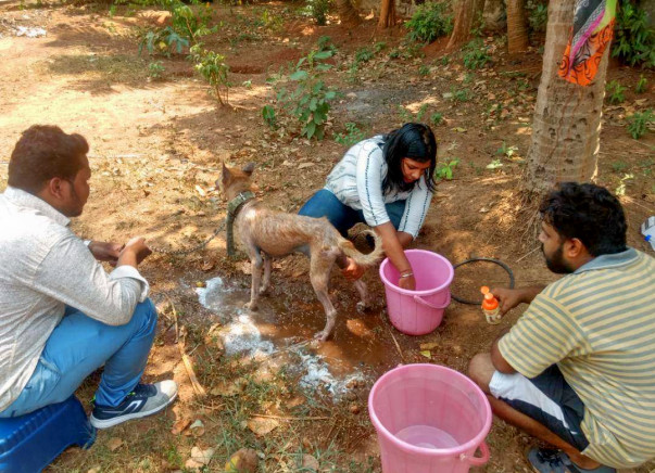 Help Us Build The First Animal Rehab Home In Odisha