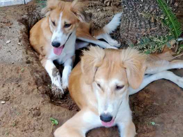 Help Bhombol & Gangurani Find Home In USA