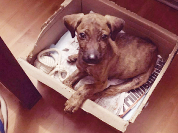 Help House of Paws