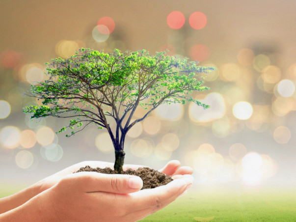 Gift A Tree To Your City