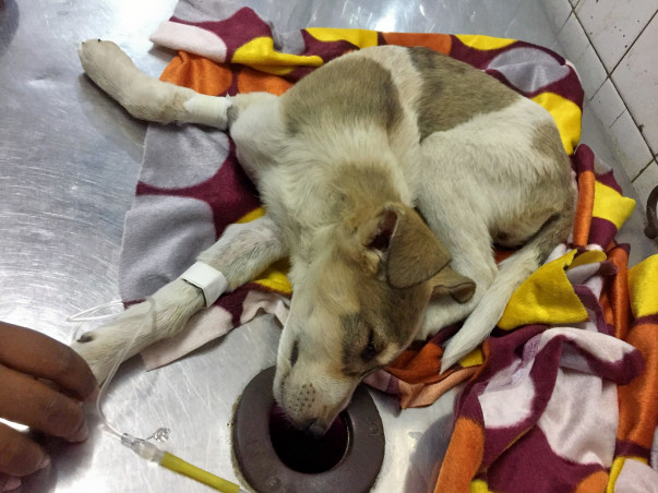 Compassion for the ignored precious souls