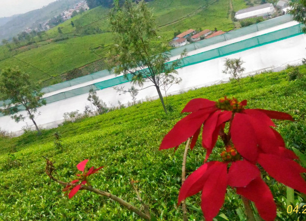 Toxicfree Agriculture
