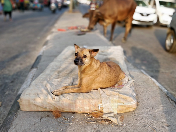 Dogs of Delhi - Sponsor a Stray