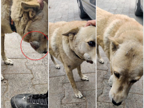 Help Neo get his tumor diagnosed and treated.