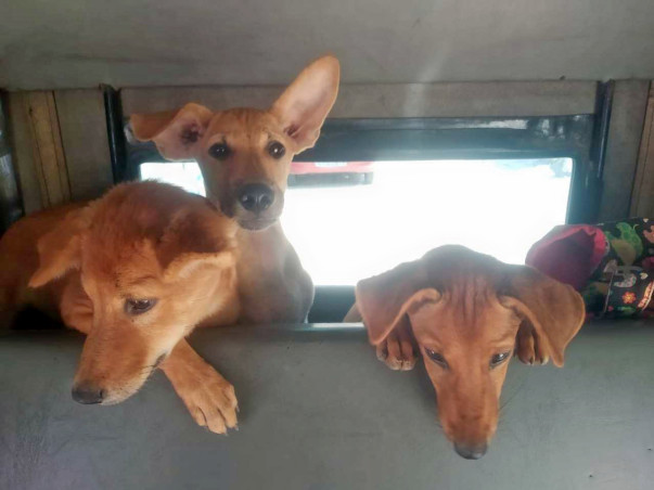 Help The Adorable Furry Residents Of IIT Madras Live Safe Happy Lives!