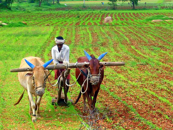 I am fundraising so that our farmers can be rid of the cycle of debts that lead to suicides.