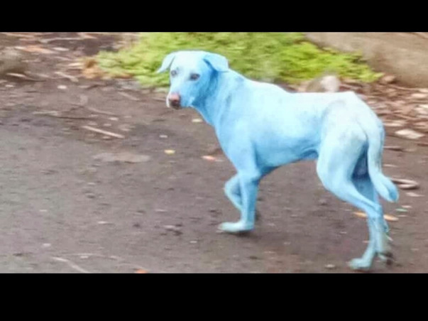 Saving the Strays from Turning Blue!