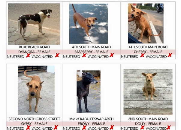 Grp of 7-aim to vaccinate & spay streeties in nagar and protect them