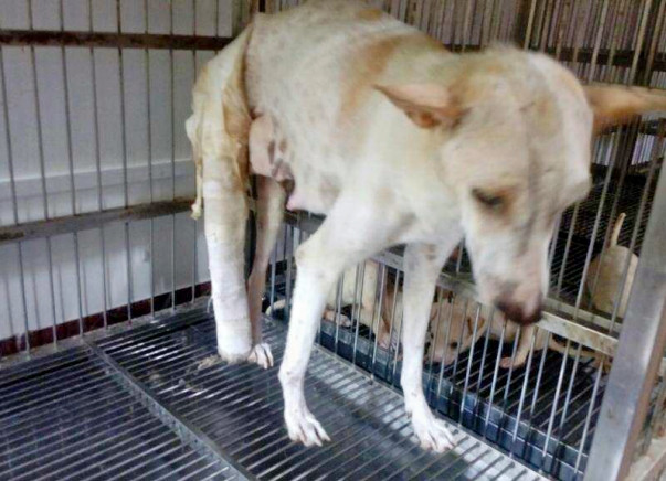 Help Us Pay For The Treatment Cost Of An Abused Mother Dog