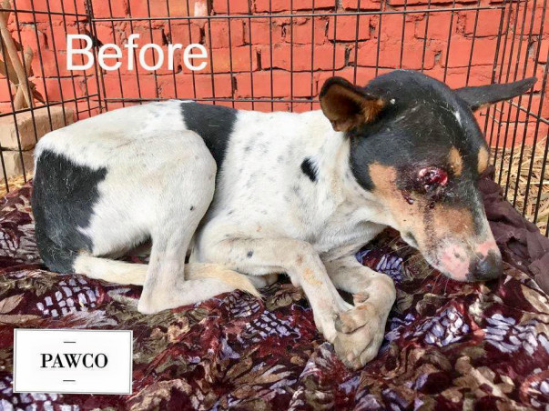 Help Us Carry Out First Sterilization Drive In Allahabad