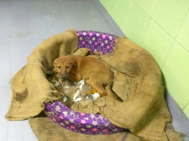 Help Pay Lucky's Boarding Fee