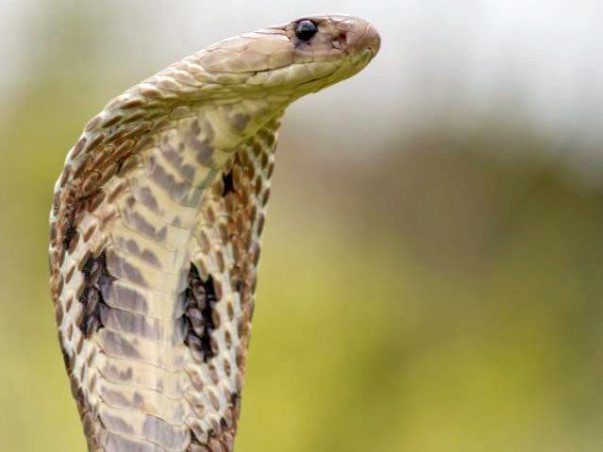 Defanged: Myths & Misconceptions - A documentary busting snake myths