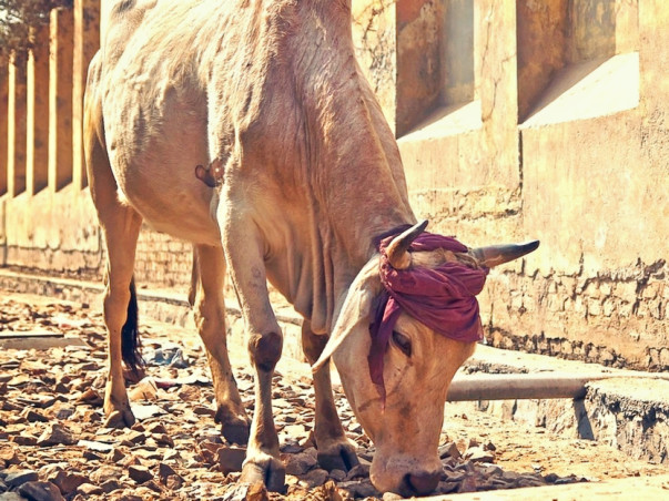 Help Stray Cows For Food, Home Care & Medical Facilities