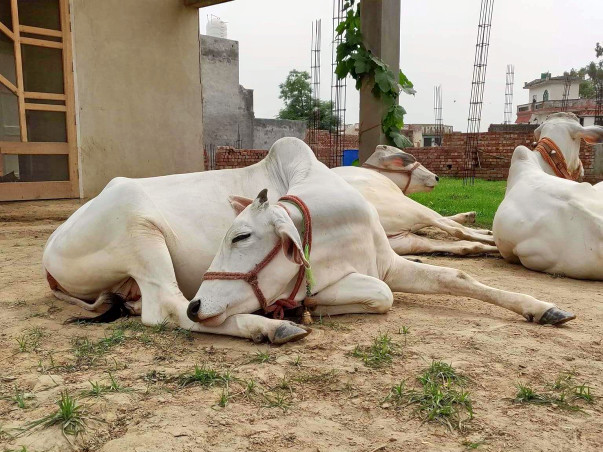 Help Us To Promote Organic Farming and Save Cows!