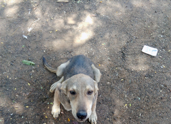 Help Josef Dinesh Protect Dogs In His Village and nearby localities