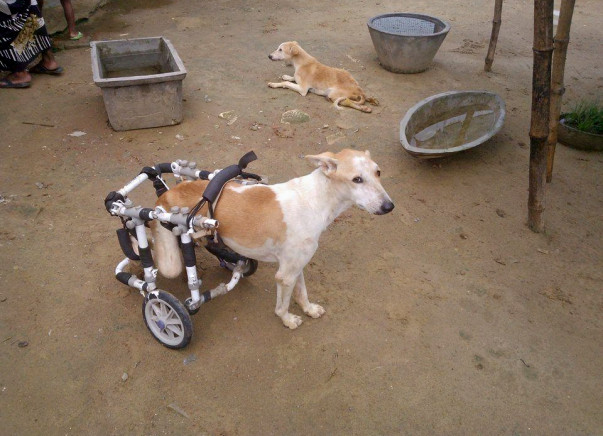 Help Paralyzed Dogs Walk Again
