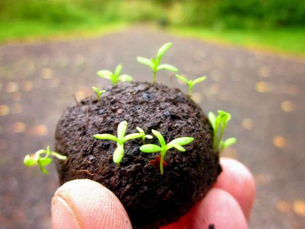 Fund Raiser for Making 5000 Seed Balls With the Help of School Kids