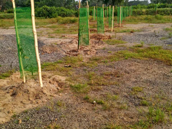 Planting Trees in Our area