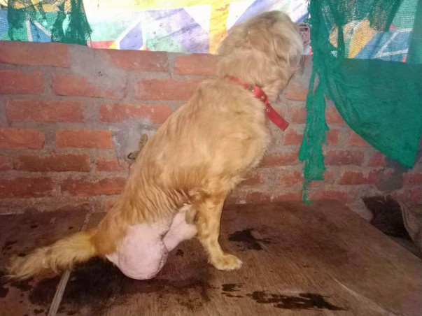 Help Rescued Animals of Guwahati